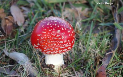 Laughter makes friends